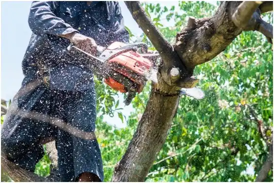 tree services Harleigh